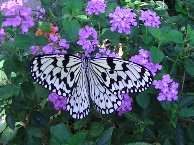 �`���E�`��