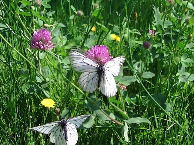 �`���E�`��