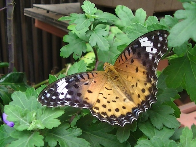 �`���E�`��