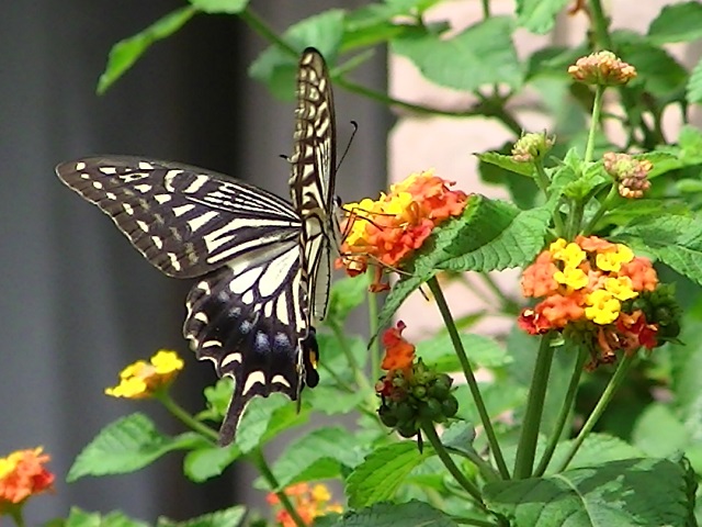 �`���E�`��