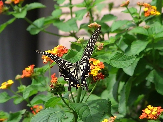 �`���E�`��