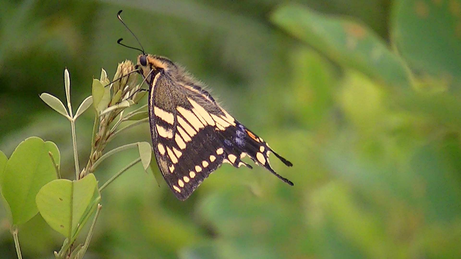 �`���E�`���̎ʐ^