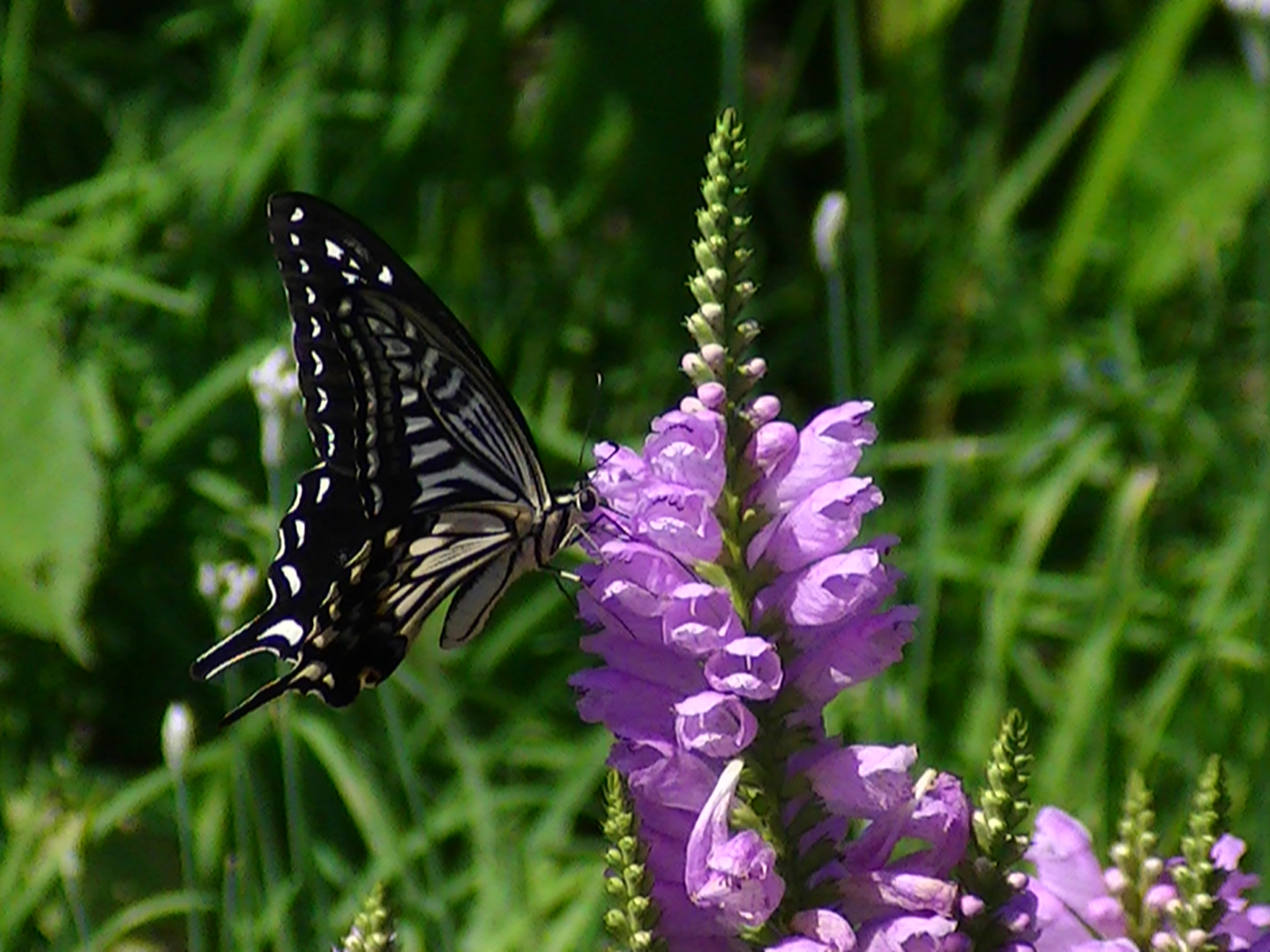 �`���E�`���̎ʐ^