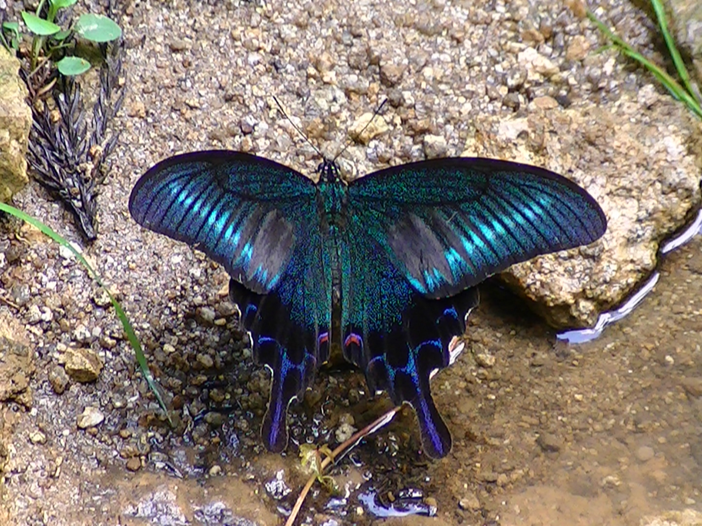 �`���E�`���̎ʐ^