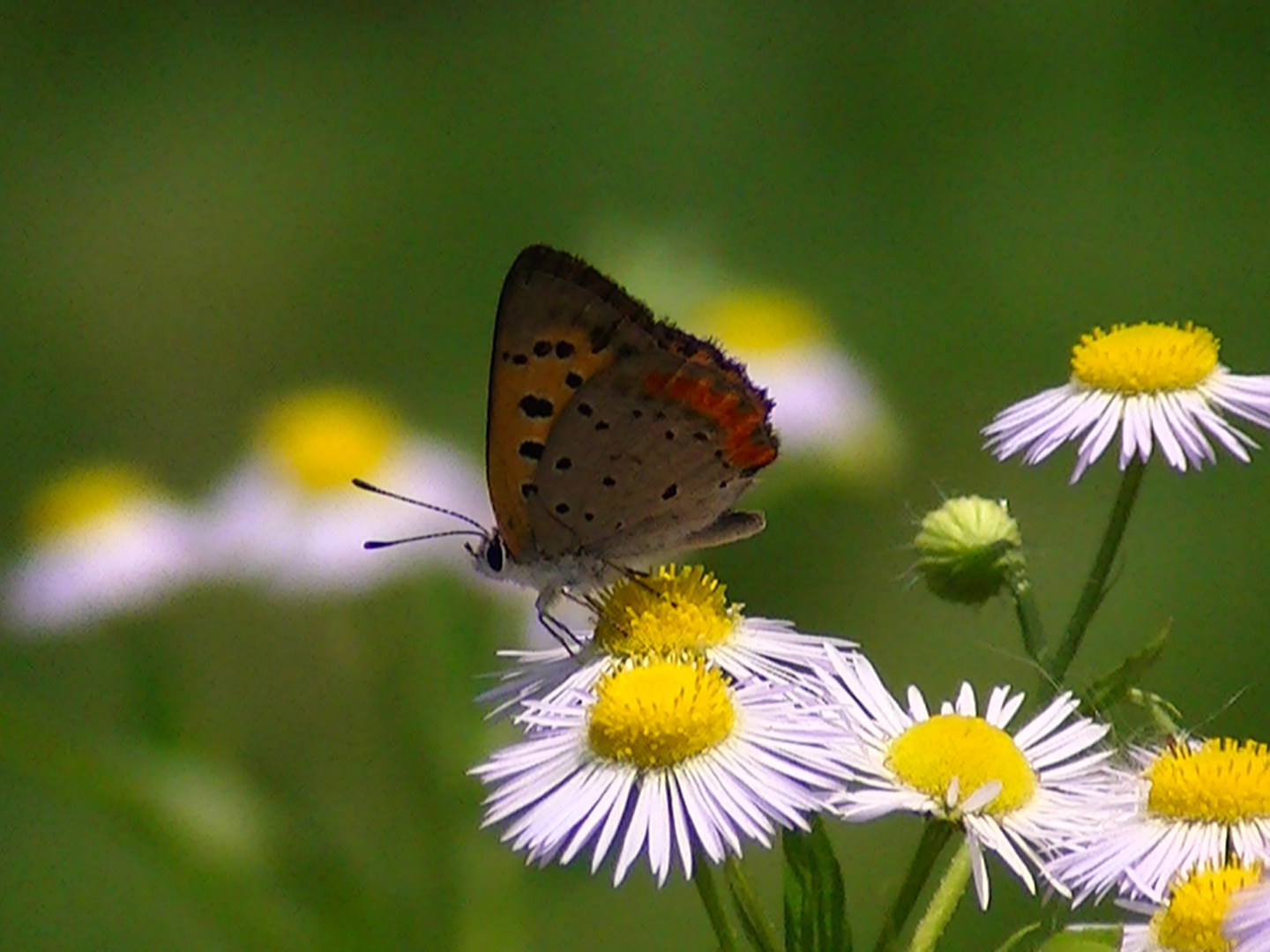 �`���E�`���̎ʐ^