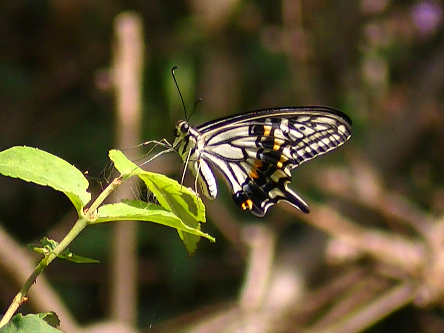 �`���E�`���̎ʐ^