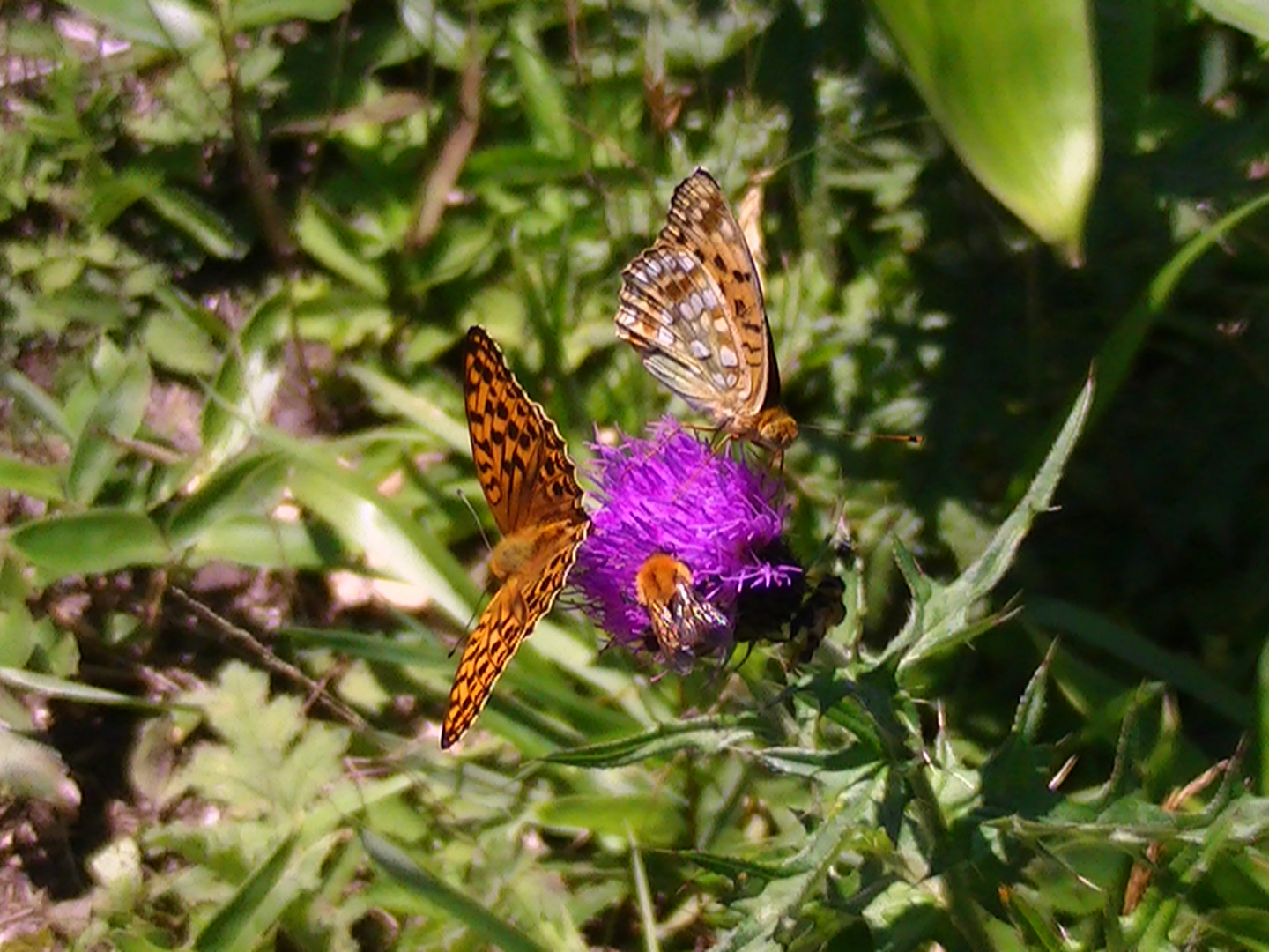 �`���E�`���̎ʐ^