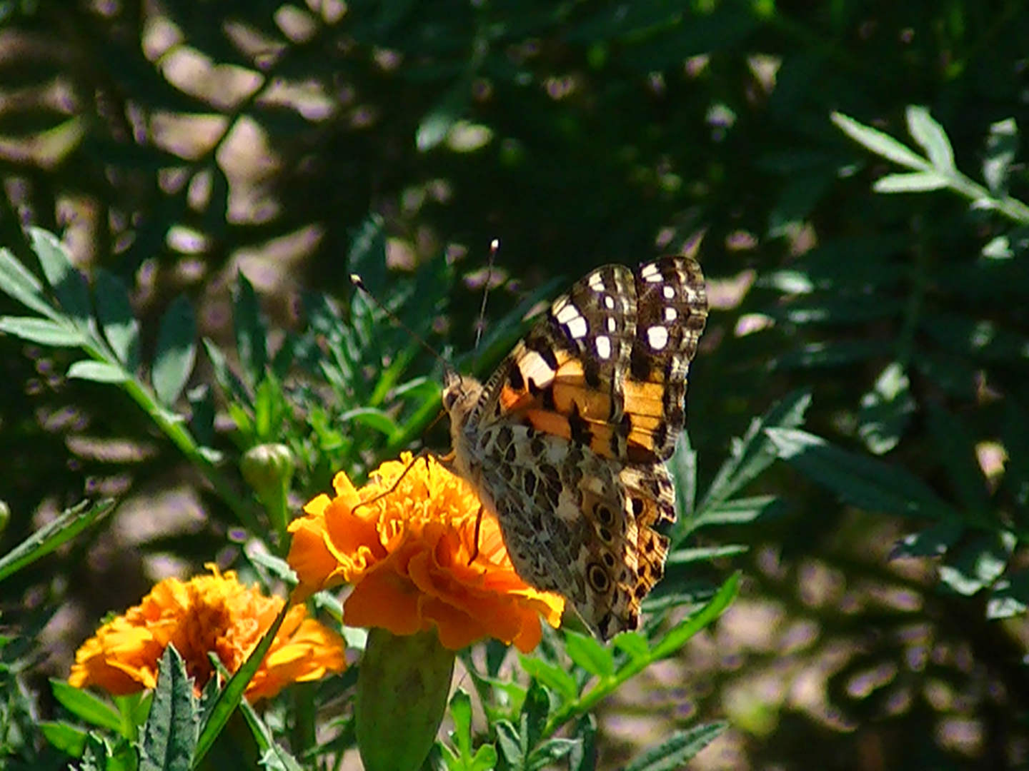 �`���E�`���̎ʐ^