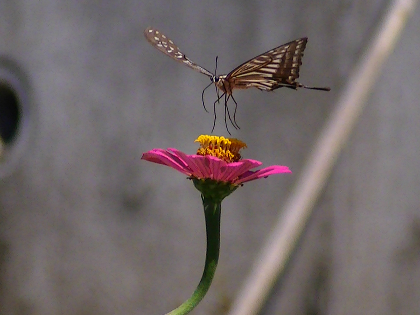 �`���E�`���̎ʐ^