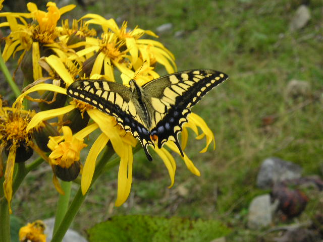 �`���E�`���̎ʐ^