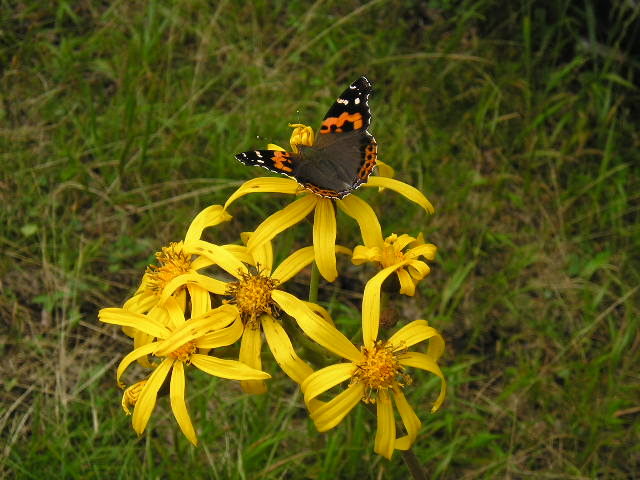 �`���E�`���̎ʐ^