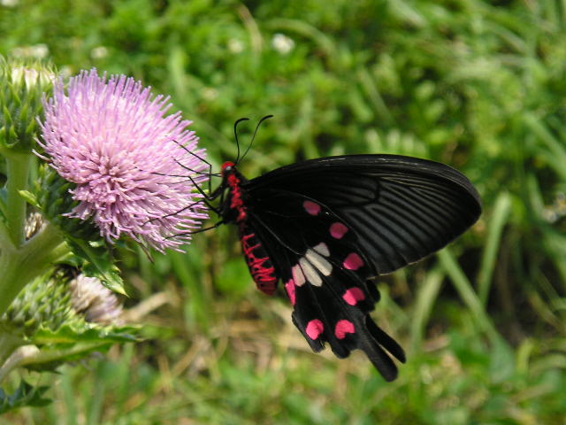 �`���E�`���̎ʐ^