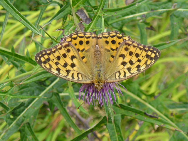 �`���E�`���̎ʐ^