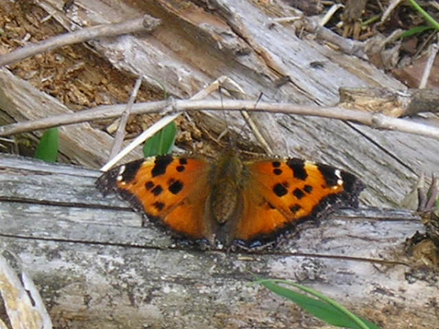 �`���E�`���̎ʐ^