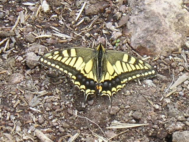 �`���E�`���̎ʐ^