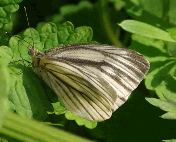 �`���E�`���̎ʐ^