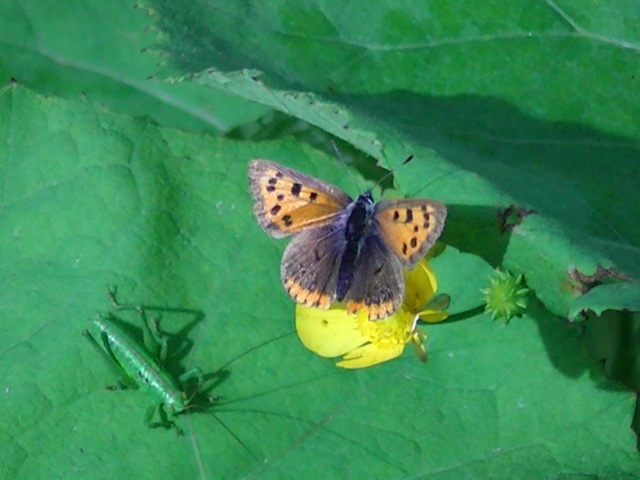 �`���E�`���̎ʐ^