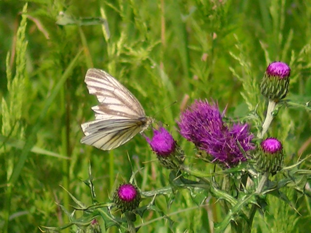 �`���E�`���̎ʐ^