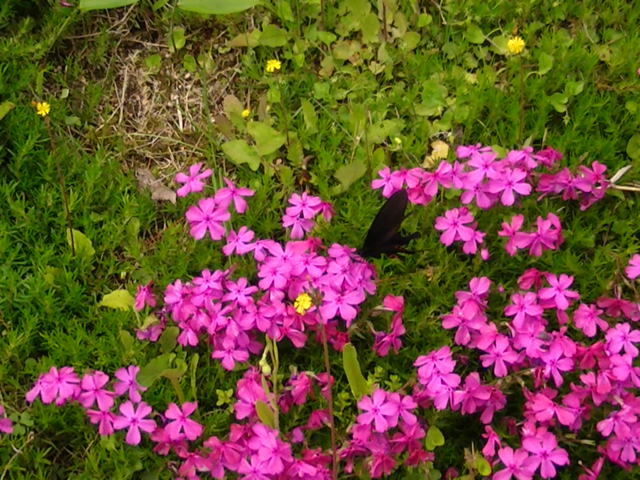 �`���E�`���̎ʐ^