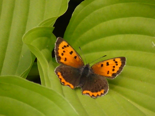 �`���E�`���̎ʐ^