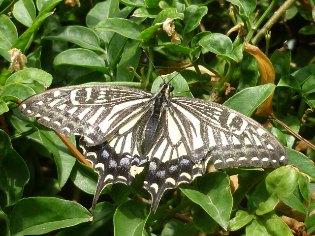 �`���E�`���̎ʐ^