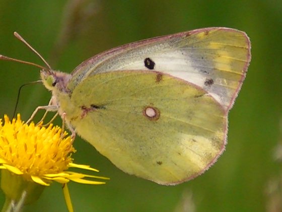 �`���E�`���̎ʐ^