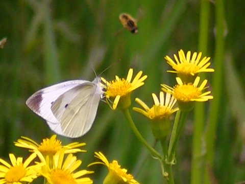 �`���E�`���̎ʐ^