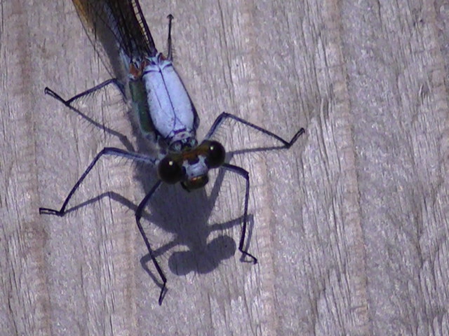 �g���{�̎ʐ^