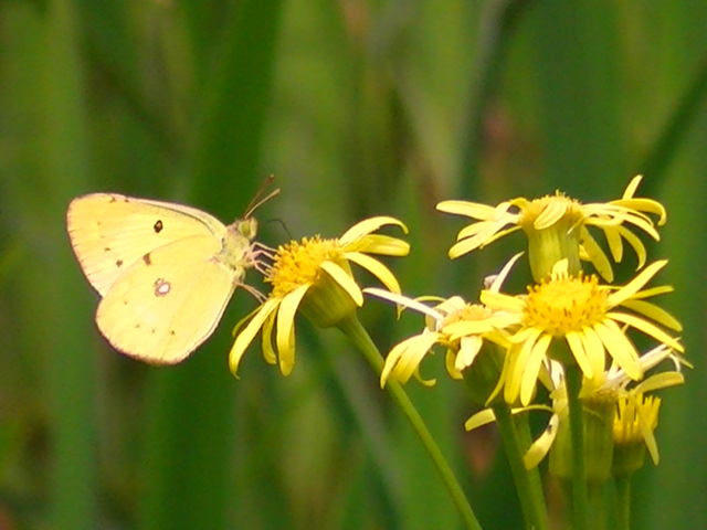 �g���{�̎ʐ^