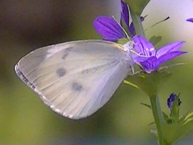 �����V���`���E