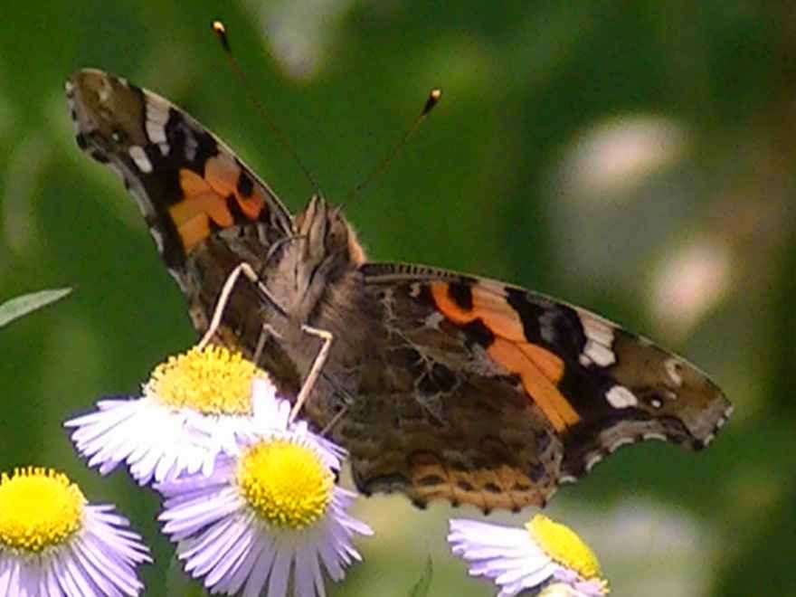 �A�J�^�e�n