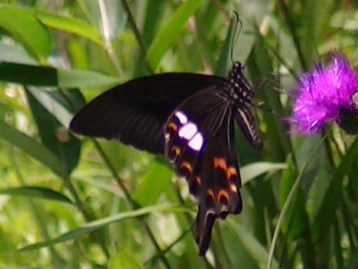 �����L�A�Q�n