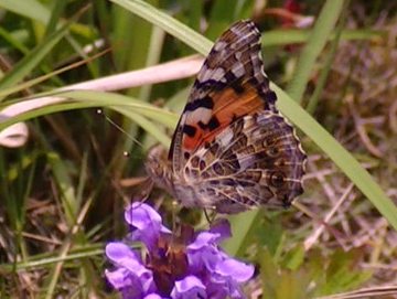 �A�J�^�e�n