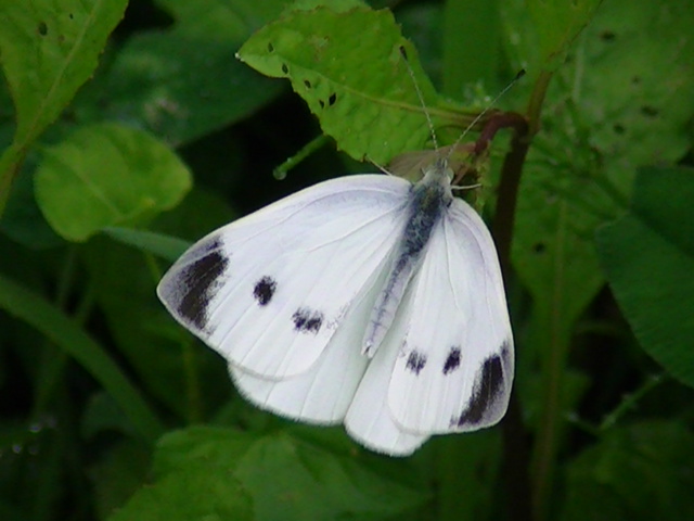 �`���E�`��