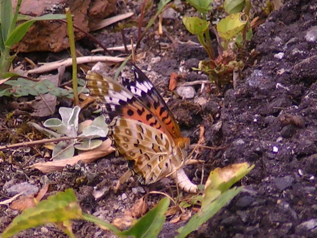 �`���E�`��