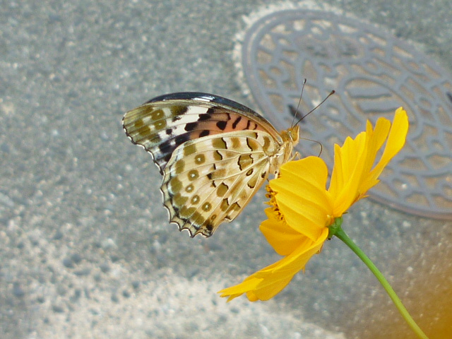 �`���E�`��