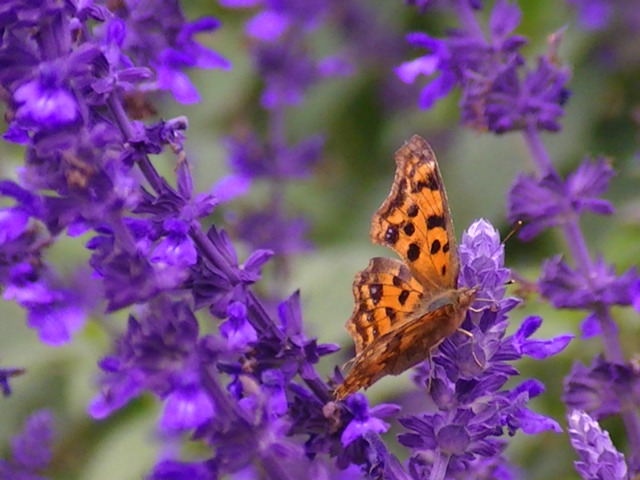 �`���E�`��