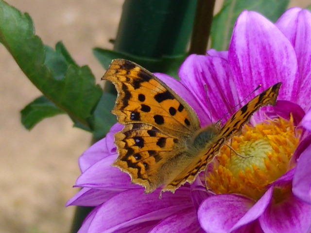 �`���E�`��