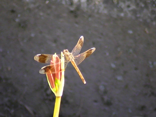 �`���E�`��