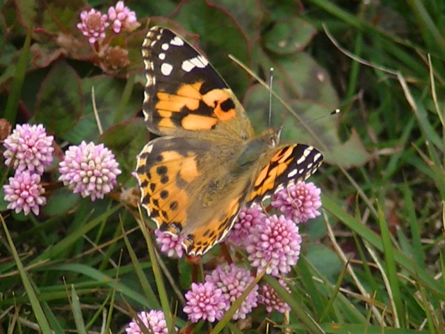 �`���E�`��