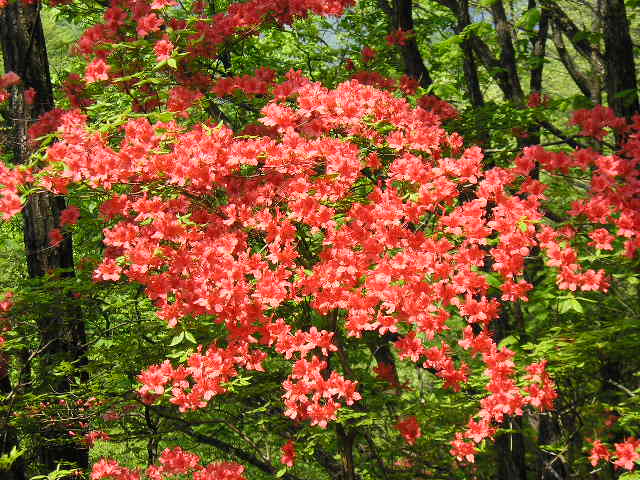 ���{�̎��R