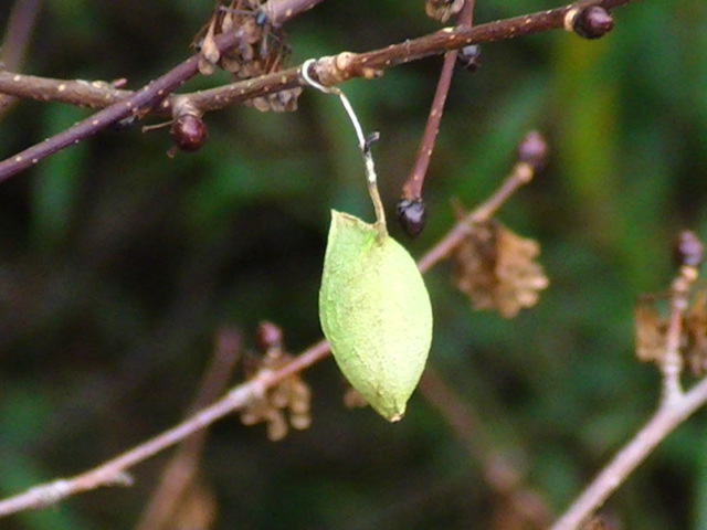 �`���E�`���̎ʐ^