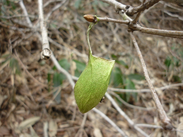 �`���E�`���̎ʐ^