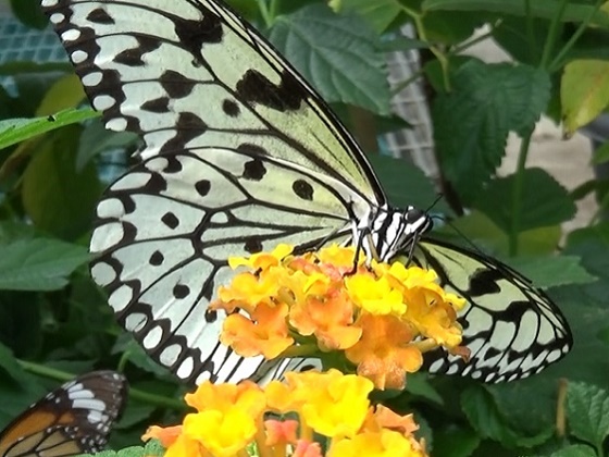 �`���E�`��