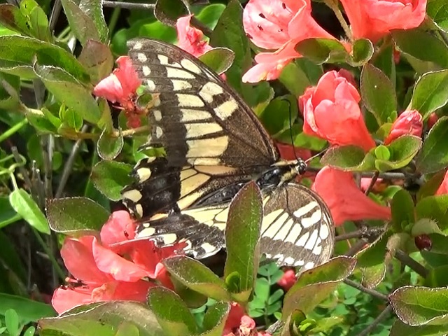 �`���E�`��