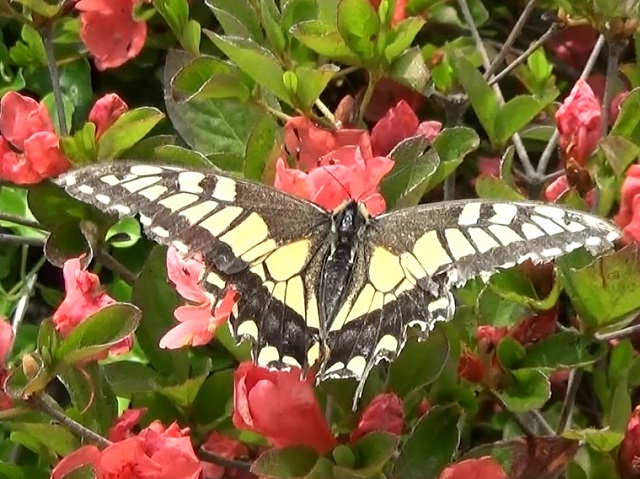 �`���E�`��