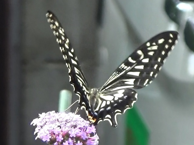 �`���E�`��