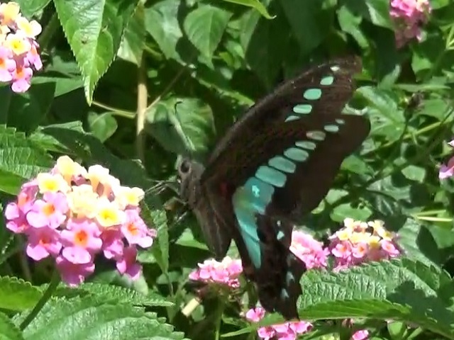 �`���E�`��