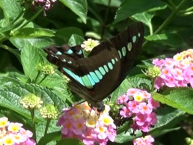 �`���E�`��