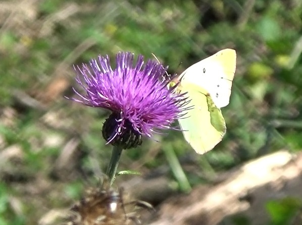 �`���E�`��